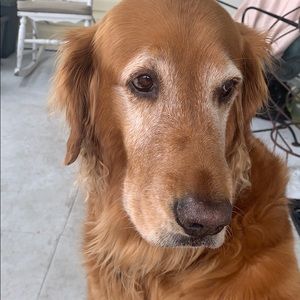 Meet your Posher, Elisa